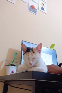 The picture of a cute white cat with some black and brown colors on her head sitting on the working table with her eyes closed. Behind the cat is a hand of a man and a screen of the monitor. The table also contains a flower pot, the wall has few painting frames.