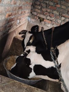 Two cows are feeding from a metal trough filled with straw in a barn.