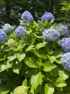 A cluster of hydrangea flowers in shades of blue and purple, surrounded by vibrant green leaves.