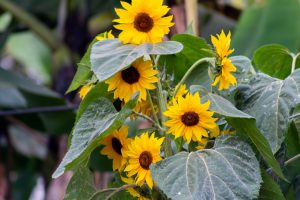 A nice photo of Sunflower plant taken in Ntungamo