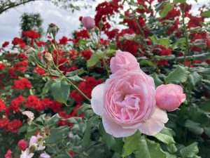 A close-up of a pink rose in full bloom surrounded by vibrant red roses in the background.