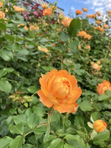 A close-up view of a vibrant orange rose blooming amidst lush green foliage, with several other orange roses in the background, under a clear blue sky.