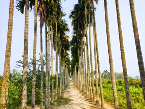 A serene pathway lined with tall palm trees, featuring slender trunks and lush green fronds