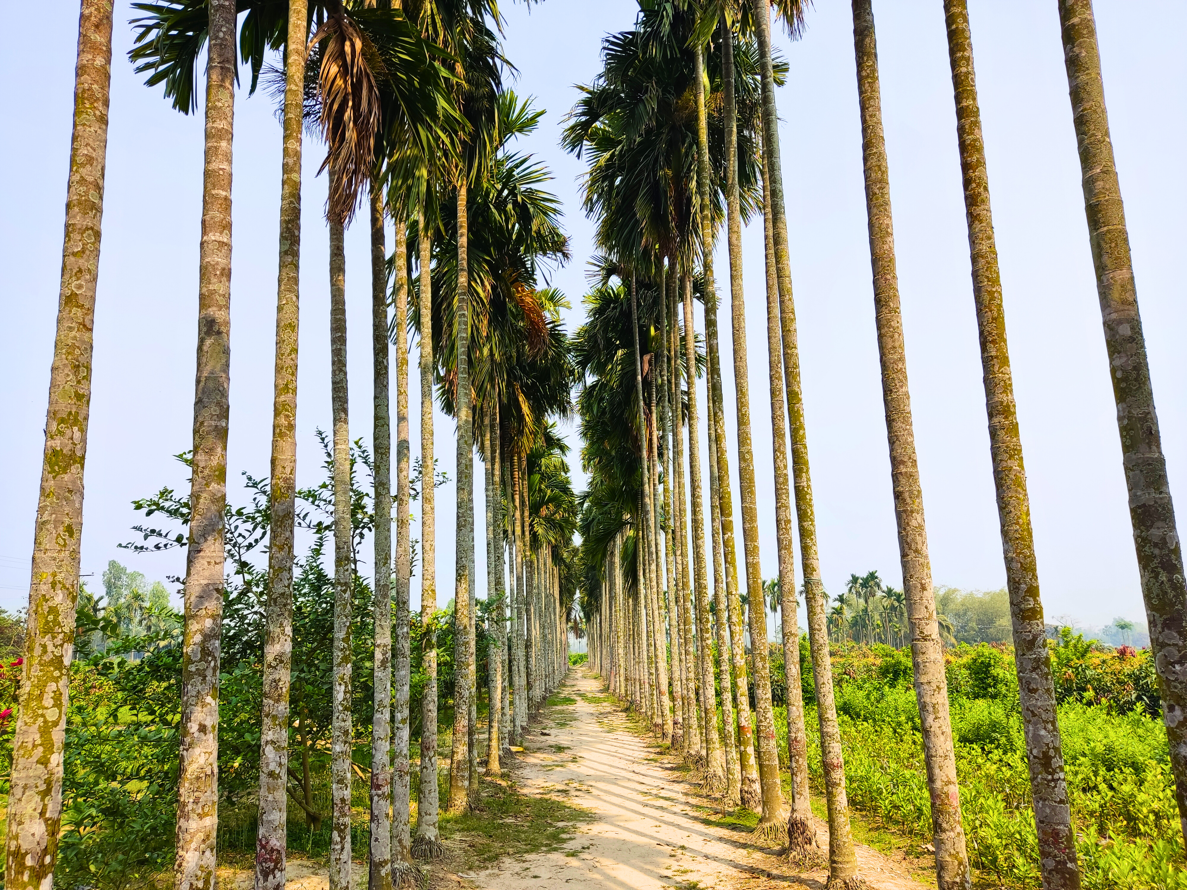 A serene pathway lined with tall palm trees, featuring slender trunks and lush green fronds