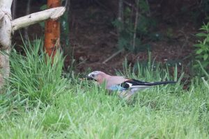 Jay bird eating a peanut, standing in a grassy wooded area.