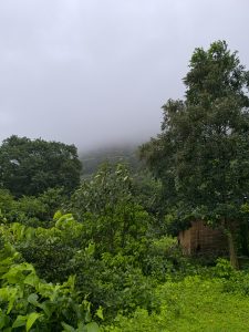A lush green landscape filled with various shrubs and trees, shrouded in a thick layer of fog.
