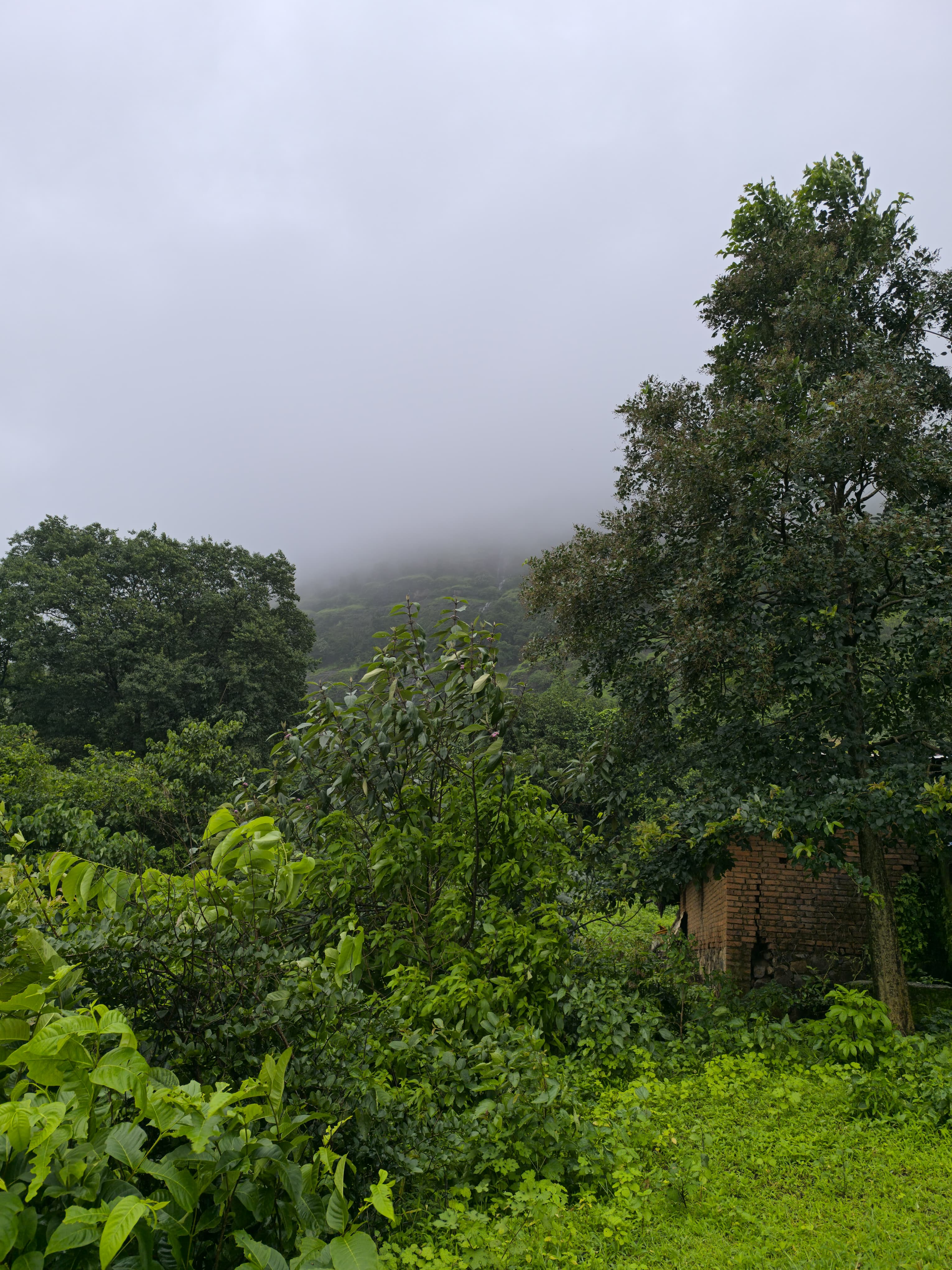 A lush green landscape filled with various shrubs and trees, shrouded in a thick layer of fog.