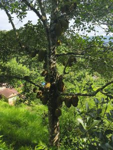 A jackfruit tree is prominently featured, with several large, green jackfruits hanging from its branches