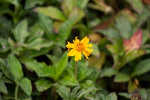 A single yellow flower with slender petals sits prominently in the foreground, surrounded by lush green leaves.
