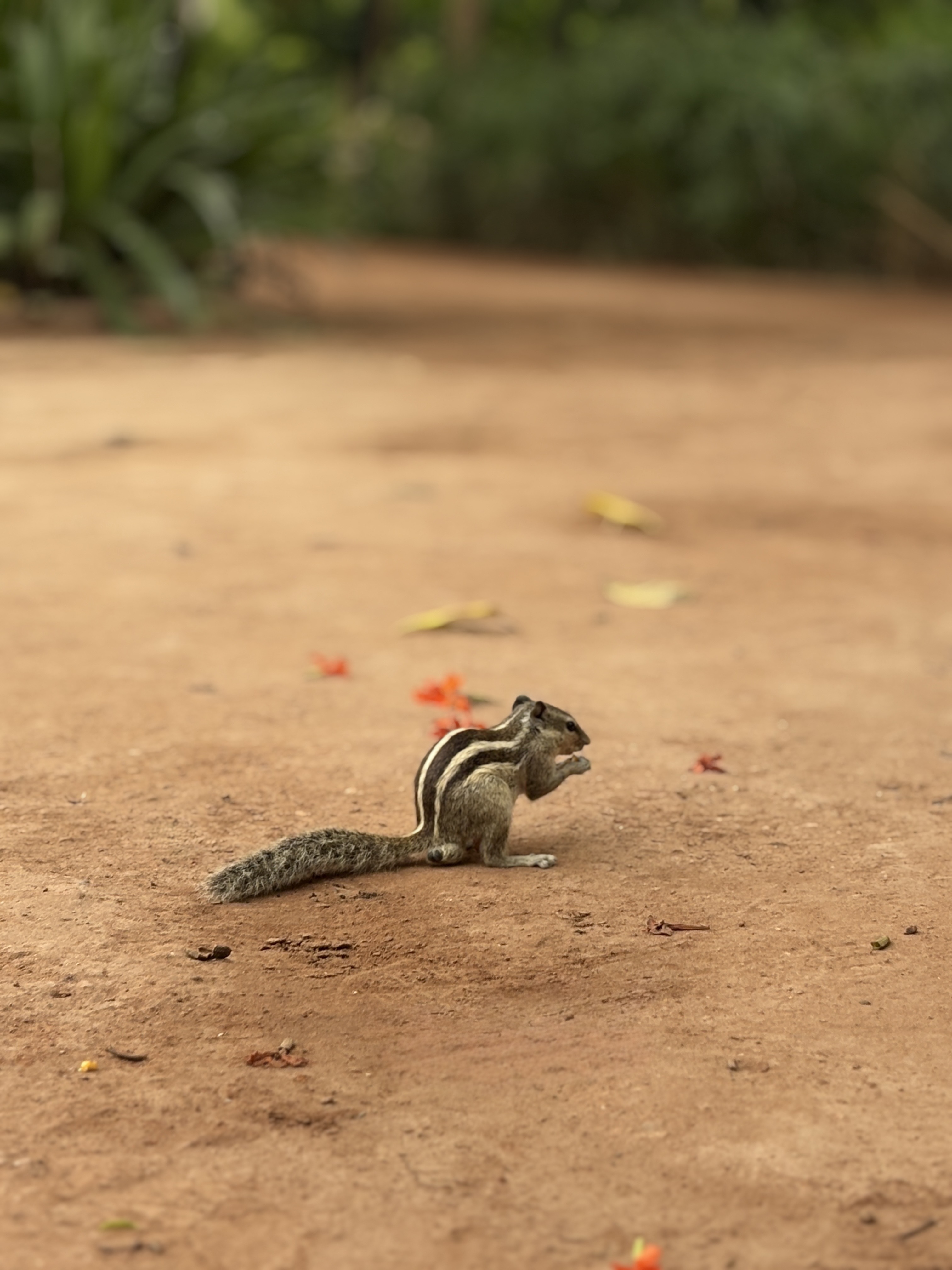 Chipmunk eating on earthy forest path
