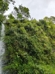 A lush, green hillside showcases a variety of plants, with thick vegetation covering the rocky surface. A waterfall cascades down the left side, surrounded by vibrant greenery.