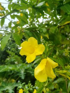 Two vibrant yellow flowers bloom amongst lush green leaves, with a blurred background that suggests a garden setting.