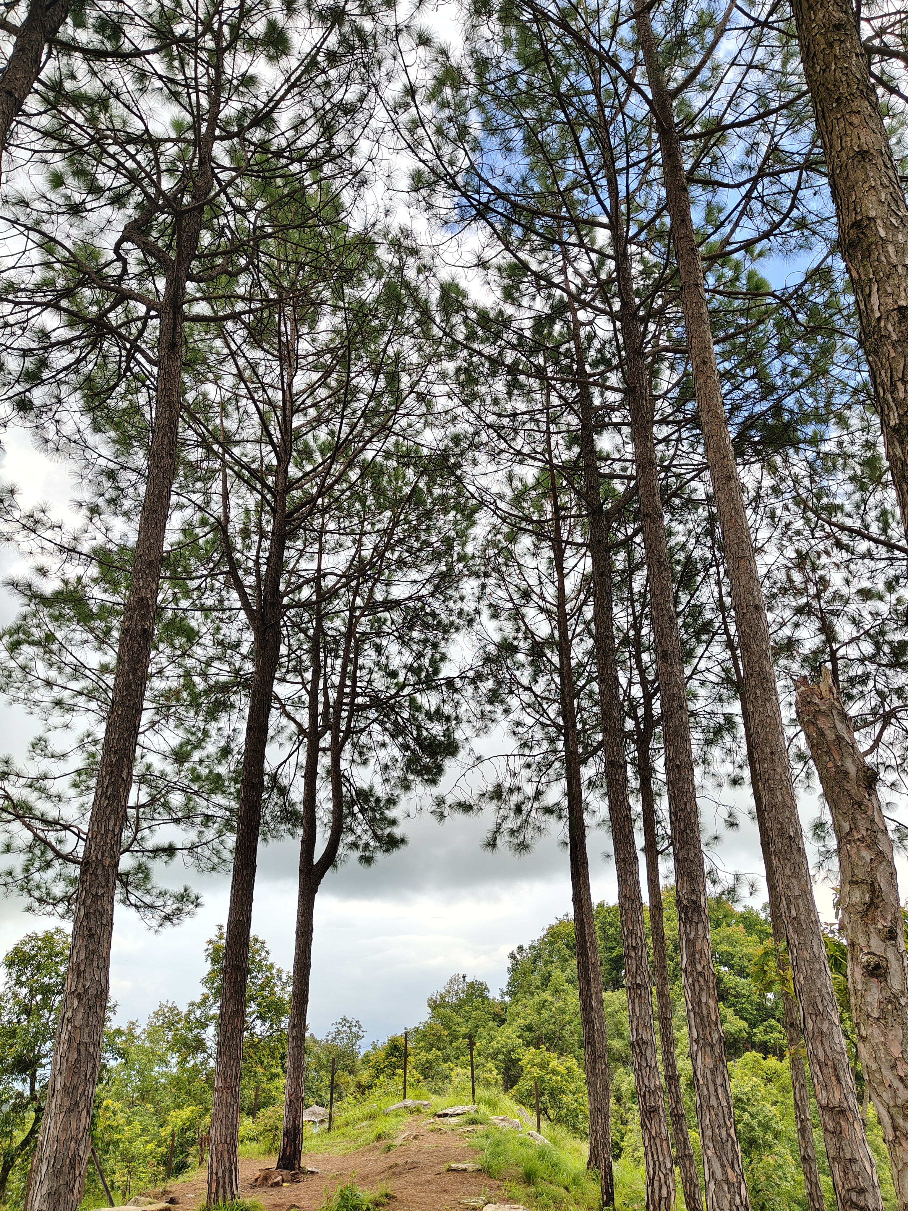 A view looking up at tall pine trees against a backdrop of partly cloudy skies.