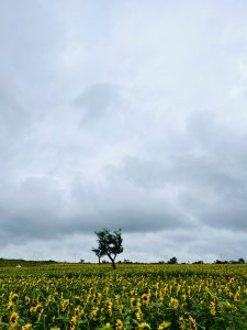A vast field of vibrant sunflowers stretches across the foreground, reaching toward a cloudy sky. A solitary tree stands prominently in the middle distance against the backdrop of dark, overcast clouds