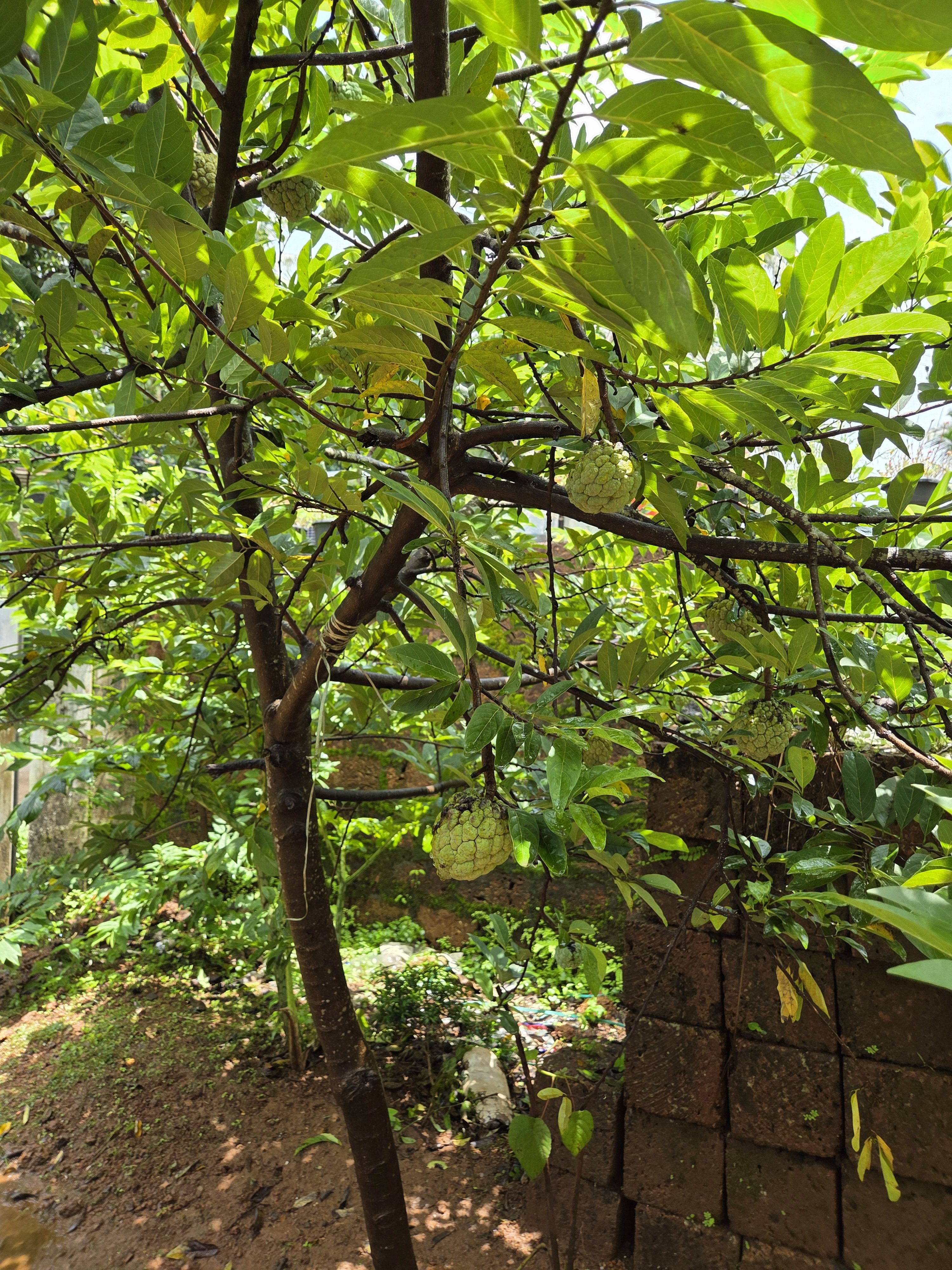 A green tree with vibrant leaves and several cherimoya fruits hanging from its branches. The sunlight filters through the foliage, highlighting the lush greenery surrounding the tree. The background features a rustic wall and other plants, enhancing the natural setting.