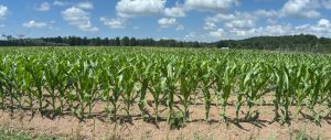 Young corn in a field.
