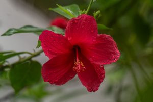 A vibrant red hibiscus flower with droplets of water on its petals, surrounded by green leaves, set against a blurred background.