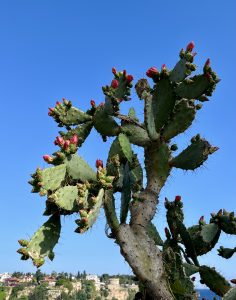 Prickly pear cactus with pink buds against a clear blue sky. 

