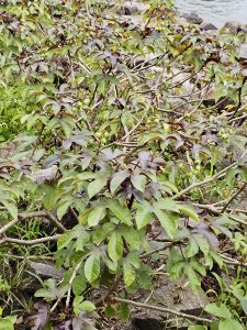 A wider view of castor plants with clusters of green seed pods thriving among rocks near the waterline at Chaliyam Beach, Kozhikode.