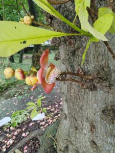 A close-up view of a vibrant flower growing from a tree trunk. Surrounding the flower are green leaves and immature fruit, with a blurred background of a grassy area scattered with fallen petals. The rough texture of the tree bark is visible, providing a natural contrast to the colorful floral elements.
