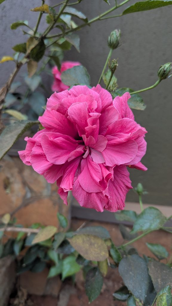 A close-up of a vibrant pink flower with numerous ruffled petals, surrounded by green leaves and buds. The background features a gray wall.