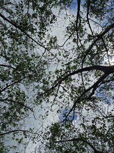 A view looking up through lush green tree branches against a cloudy sky.
