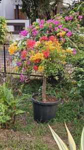 Potted bougainvillea plant in a garden with abundant clusters of pink, orange, red, and white flowers, surrounded by green foliage and other plants.
