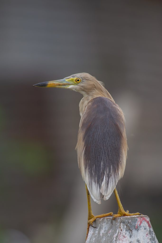 An Indian Pond Heron with brown-gray plumage and yellow eye and beak accents perches on a small post.
