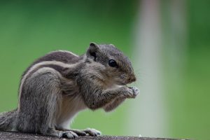 A close-up image of a squirrel sitting with its front paws clasped together, nibbling on food. The squirrel has grayish fur with distinct lighter stripes down its back. 