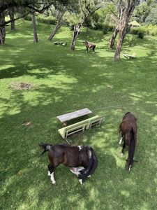 A top-down view of two horses grazing in a grassy field with several trees.In the background,another horse is visible near some benches.#SummerPhotoContest
