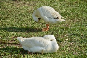 Two white ducks relax on the soft green grass at Raj Ghat, Delhi. One duck is resting with its head tucked under its wing, while the other is standing and preening its feathers in the warm sunlight.
