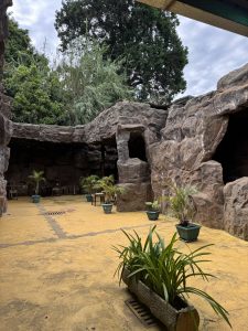 An outdoor area featuring rough stone walls and a yellow concrete floor, interspersed with potted plants.
