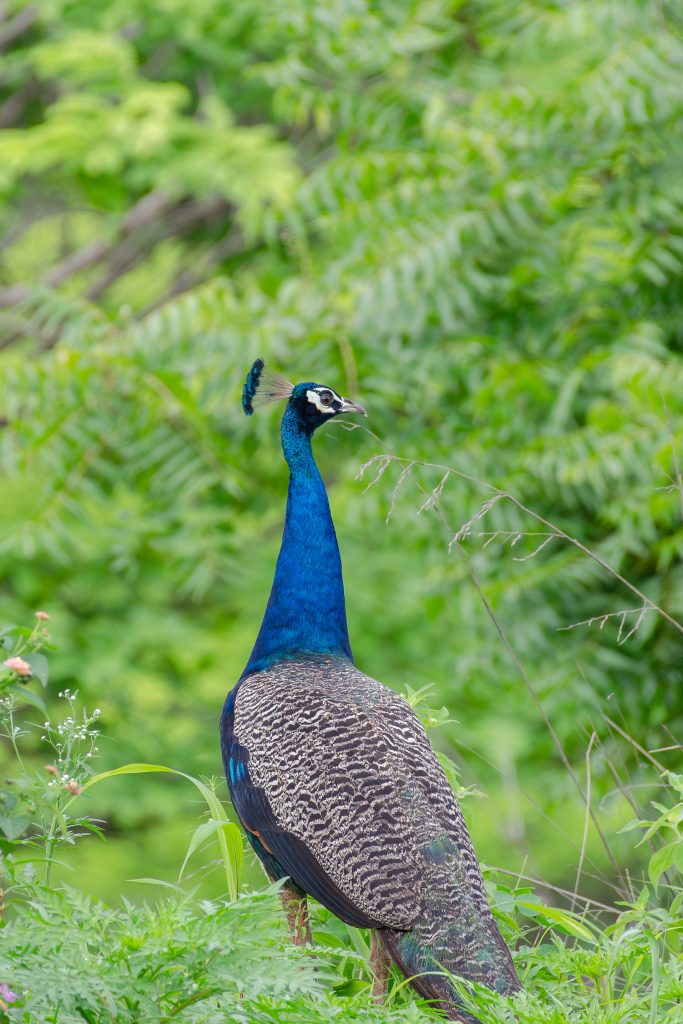 An Indian peafowl (peacock) stands gracefully with its back to the camera, showcasing its vibrant blue neck and detailed feather patterns.