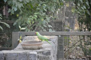 A Rose-ringed Parakeet (Psittacula krameri) perched near a clay bowl, enjoying grains in a peaceful corner of Delhi.