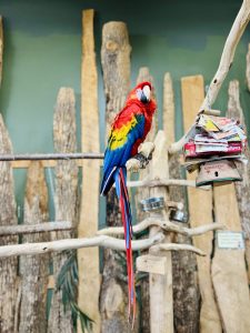 A vibrant scarlet macaw perched on a branch, showcasing its bright red, blue, and yellow plumage.

