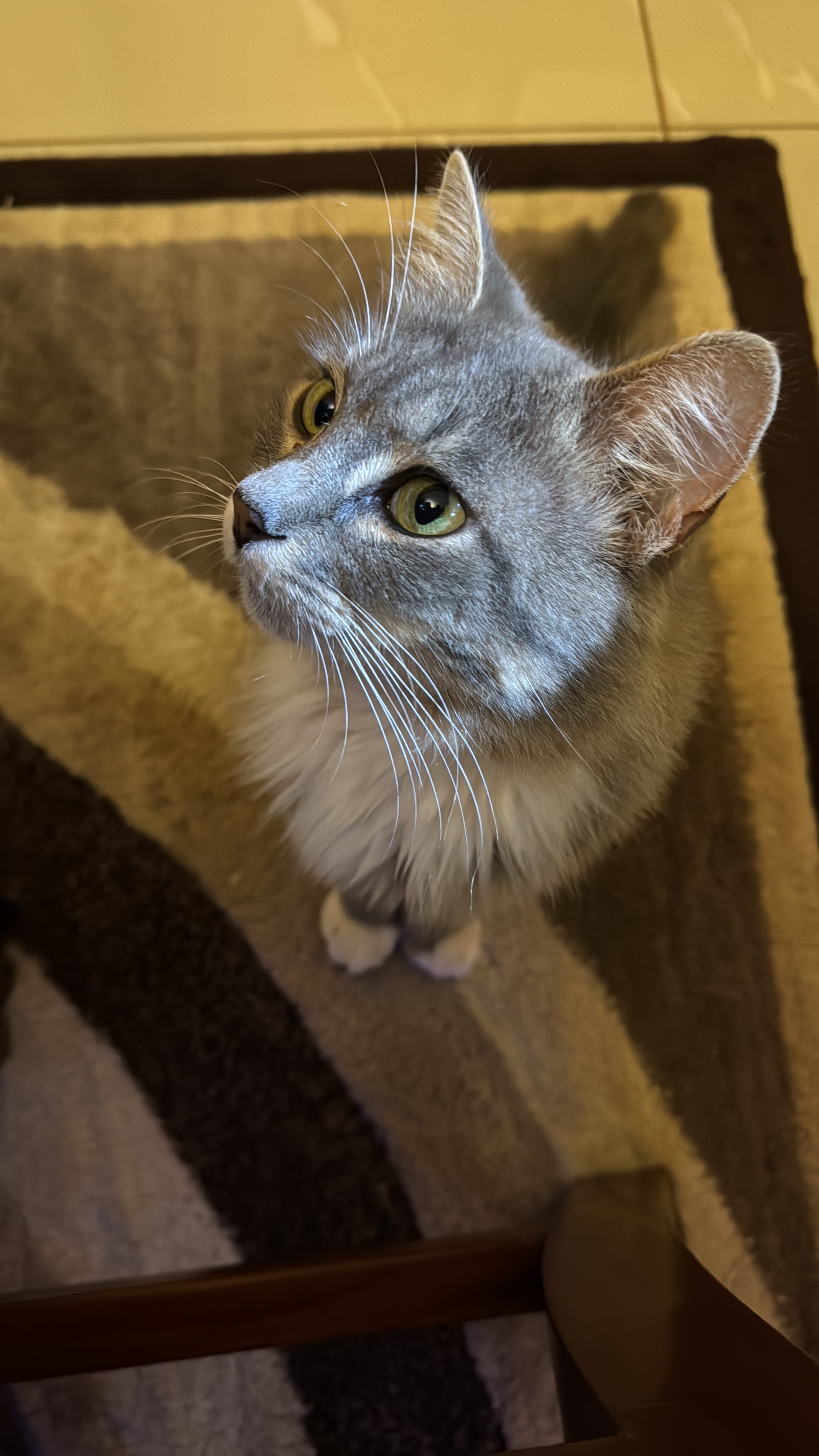 A high-angle close-up shot of a gray and white cat sitting on a striped rug,looking up slightly to the left with its big green eyes.#SummerPhotoContest