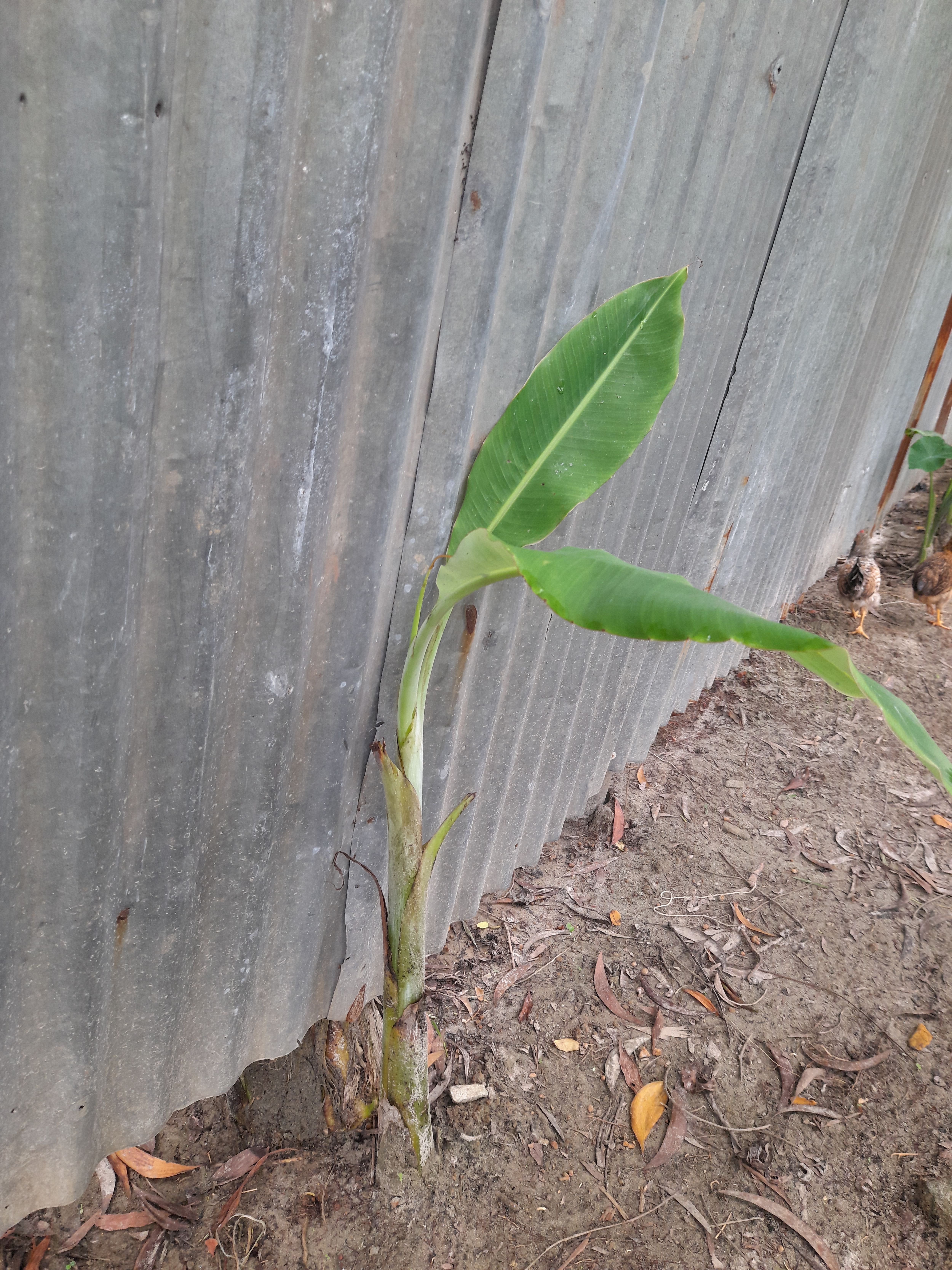 A young banana plant with vibrant green leaves grows beside a weathered tin fence on dry soil, suggesting resilience and simplicity in nature.