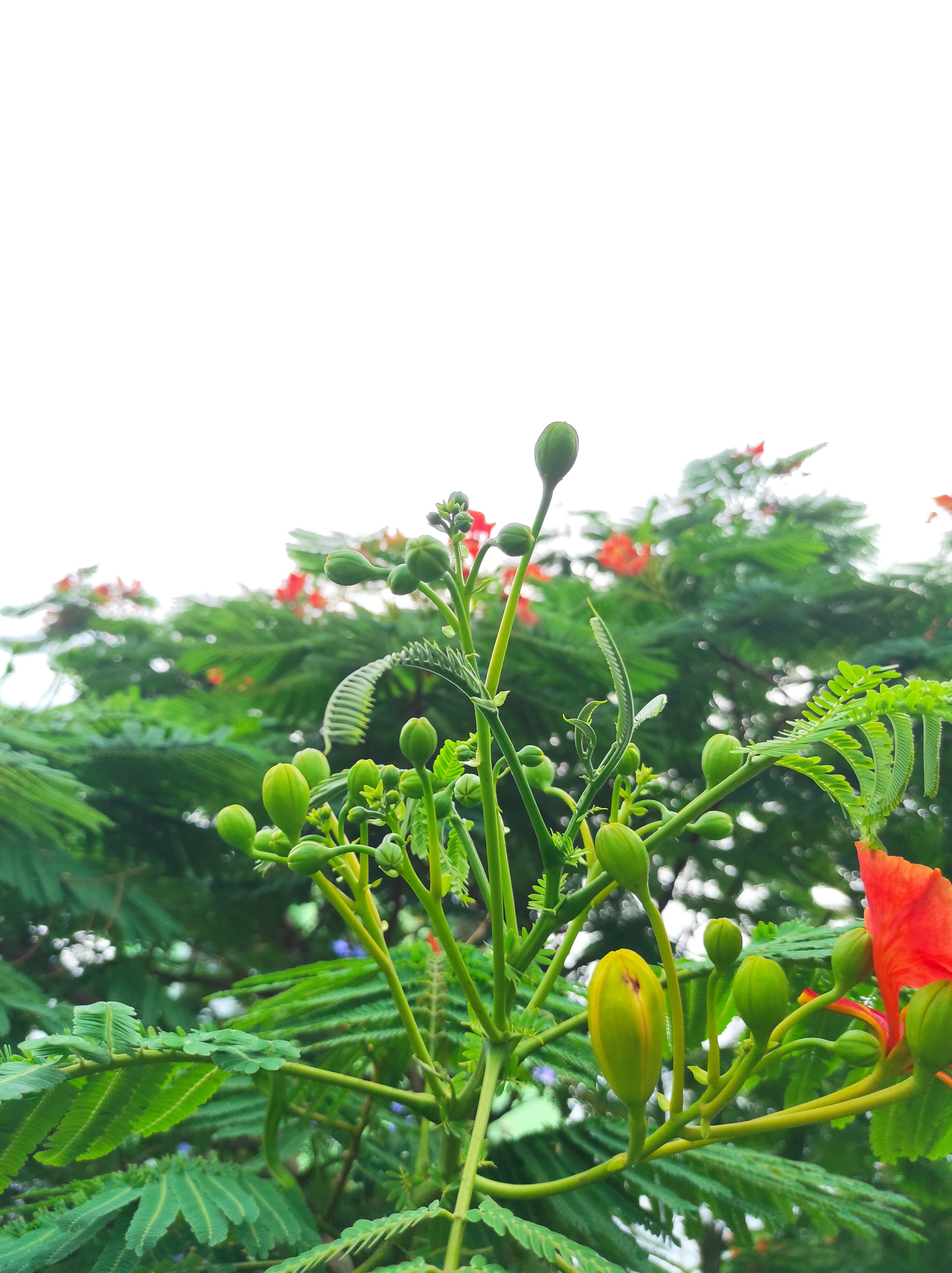 A close-up view of a green plant with numerous buds and delicate fern-like leaves. 