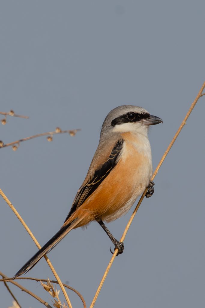 A Long-tailed Shrike on a dry twig, with a grey crown, black mask, rufous-orange sides, and a long black tail.