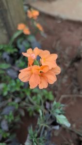 A close-up photo of a single orange flower with delicate petals, growing amidst green foliage and soft brown soil. 