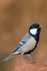 A Great Tit on a rock, with a black head, white cheeks, grey wings, and a black-striped belly.