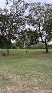 A grassy park area with several trees, a bench on the left side, and a person in the distance bending down, possibly picking something up. The sky is overcast, and the landscape is well-maintained with patches of grass and some foliage in the background.
