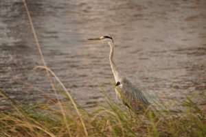 A gray heron stands among tall grasses near the edge of a body of water.