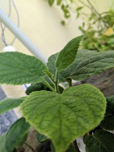 #SummerPhotoContest, A close-up of a young plant’s new growth, showing its hairy stem and velvety green leaves with serrated edges.