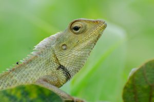 A close-up of a lizard perched on green leaves. The lizard has textured scales with a light greenish hue and various shades of brown along its body. 