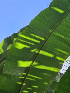 A close-up view of large, vibrant green banana leaves, illuminated by sunlight, creating contrasting patterns of light and shadow.
