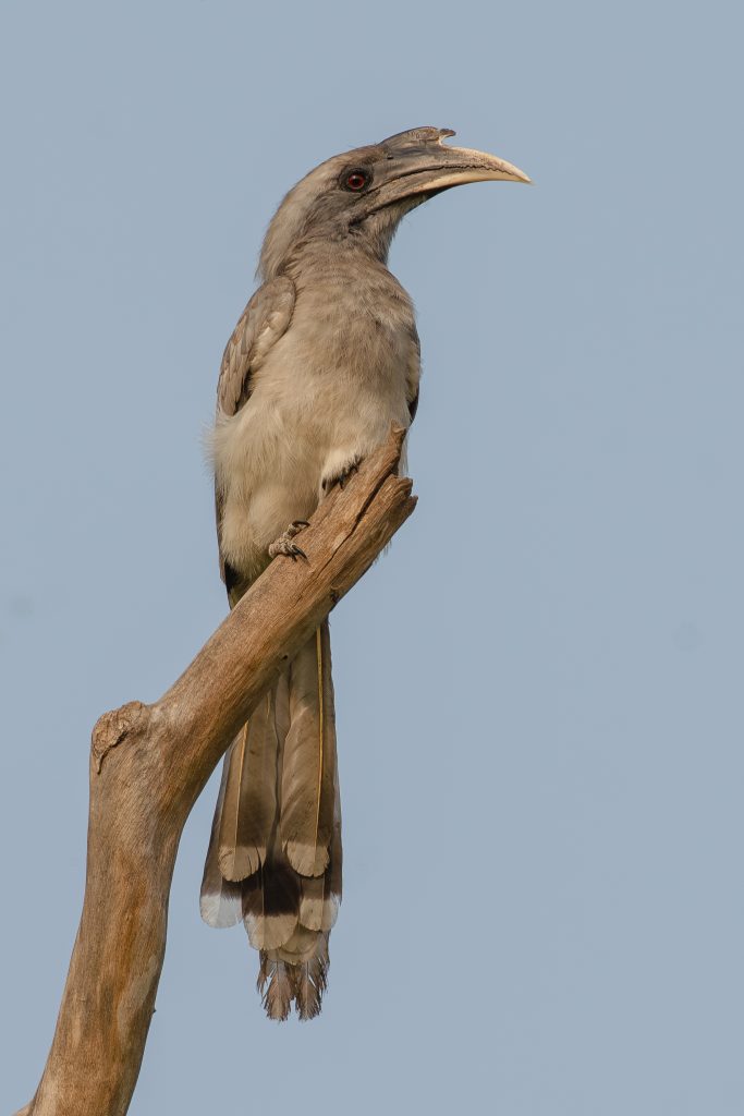Grey Hornbill seating on a branch of tree.