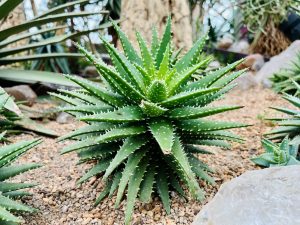 A vibrant green, spiky aloe plant with a star-like shape, growing in a gravel bed.

