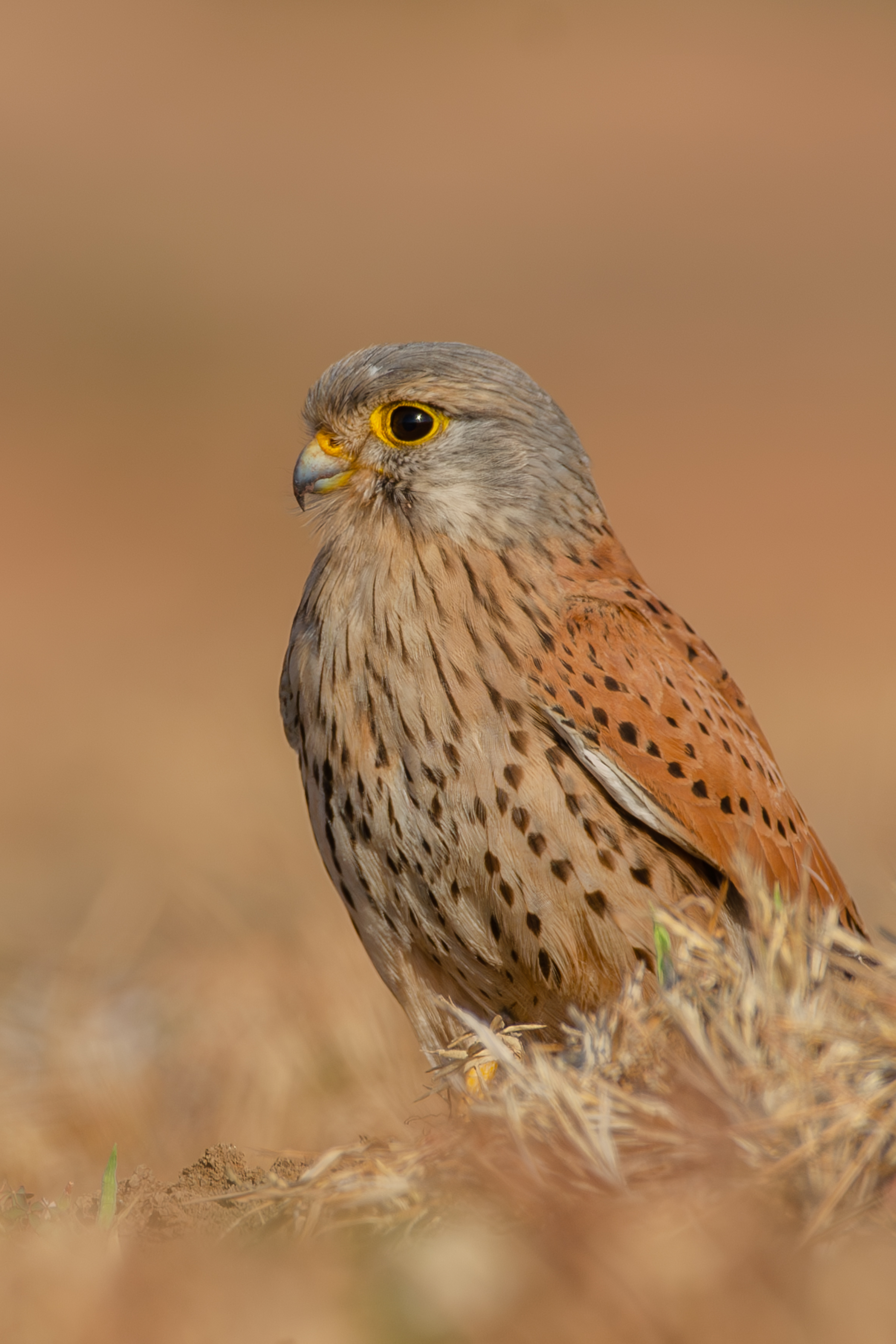 A male Common Kestrel on the ground with a grey head, reddish-brown spotted wings, and yellow-ringed eyes.