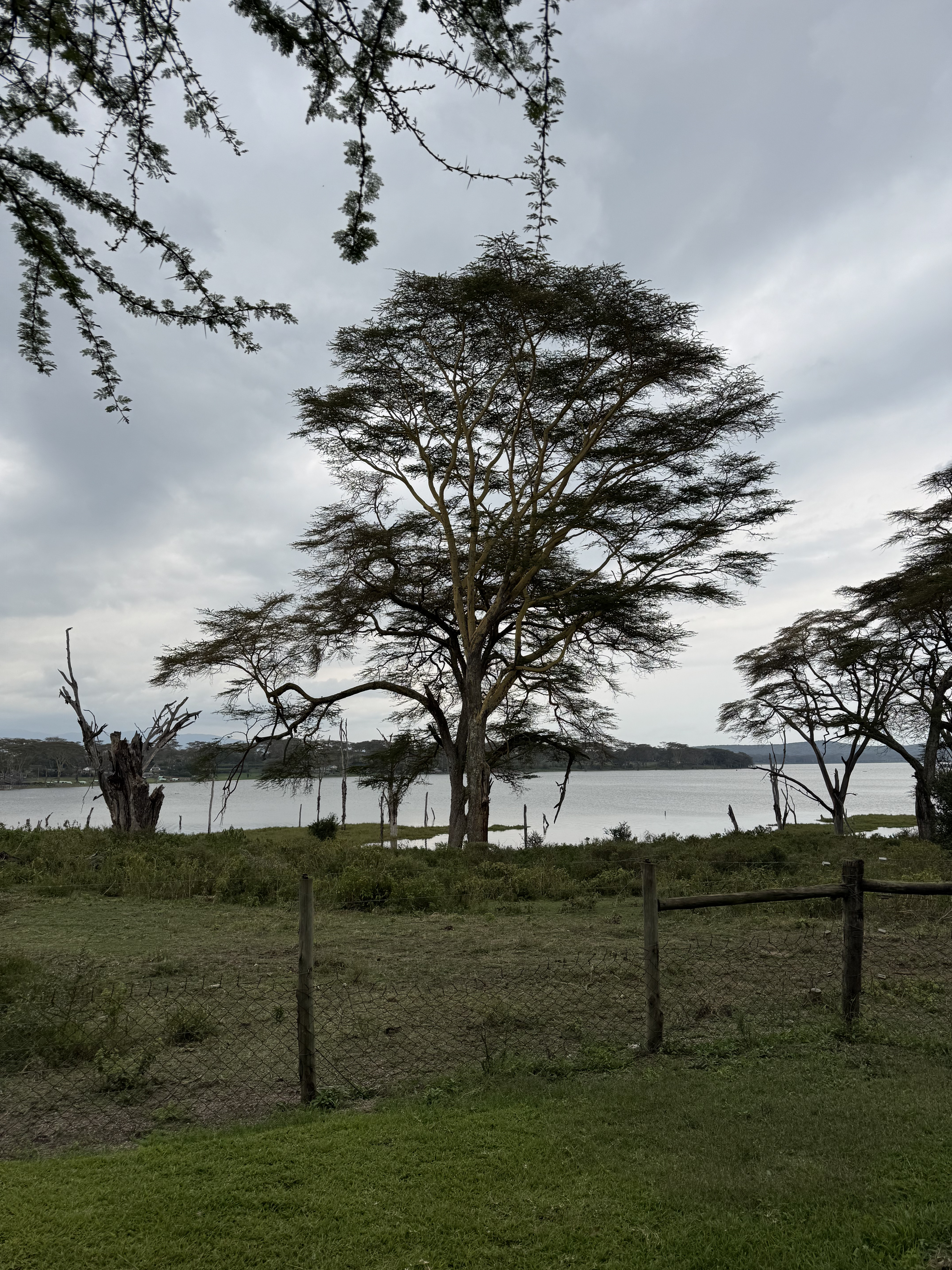 A single acacia tree on the shore of a lake, under a cloudy sky. A simple fence runs along the grassy foreground